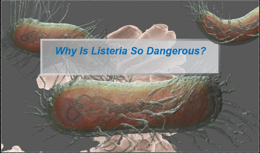 Is Listeria Spp Dangerous